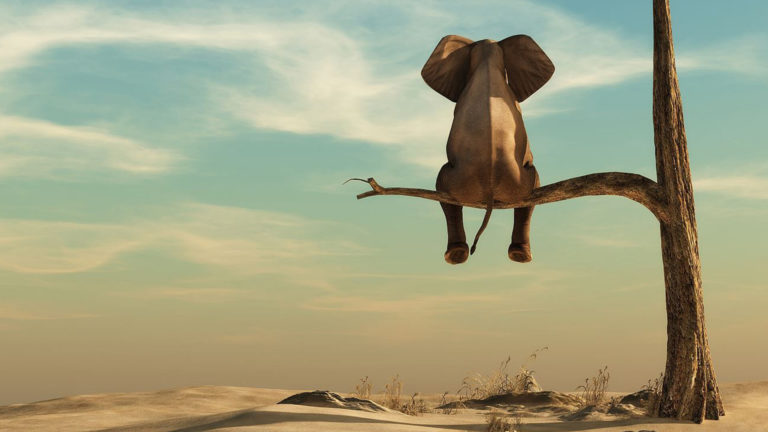 Kimu-The pet elephant